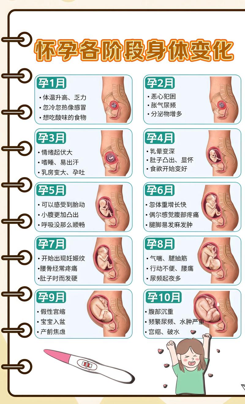 揭秘供卵代孕妈妈怀孕小腹分两节，孕期变化的奥秘甘肃代生机构: